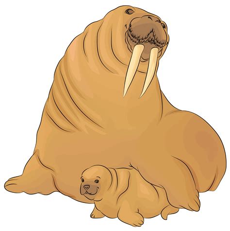 Walrus Animal Png Images Png All Png All