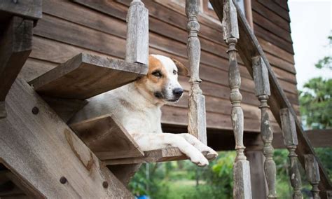 How To Build An Outdoor Dog Ramp Over Stairs 14 Best Way