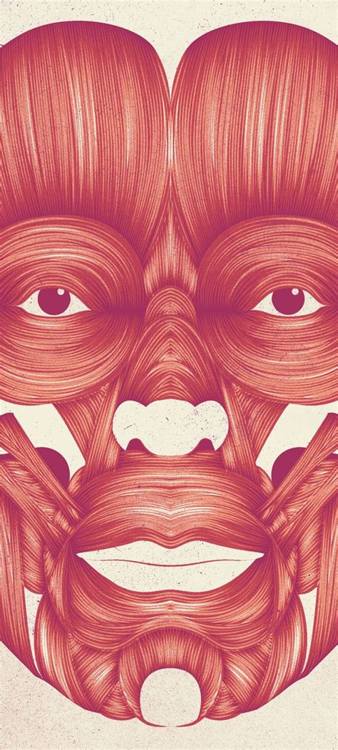 Facial Muscles By Patrick Seymour Via Behance Human Anatomy Art