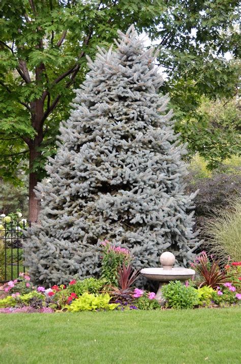 38 Landscaping Ideas With Blue Spruce Trees Background Garden Design