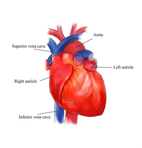 External Structures Of The Human Heart