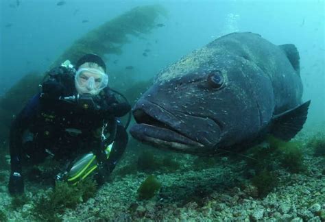 Giant Sea Bass Alchetron The Free Social Encyclopedia