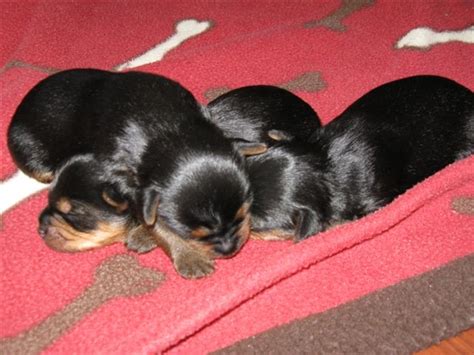 All our beautiful puppies are come from our professional private breeders. Yorkie puppies for sale - Classified Ads -Buy and sell ...