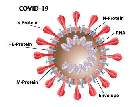 How The Coronavirus Vaccine Works The National Interest