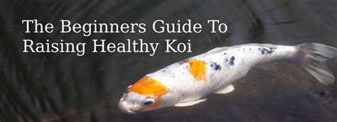 How To Raise Koi Raising Koi Fish