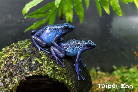 Taipei And Sapporo Zoos Collaborate To Breed Rare Poison Dart Frogs