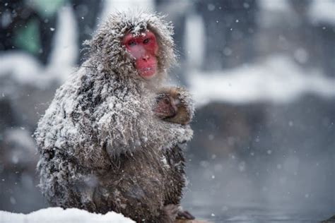 15 Japanese Macaque Snow Monkey Facts Fact Animal