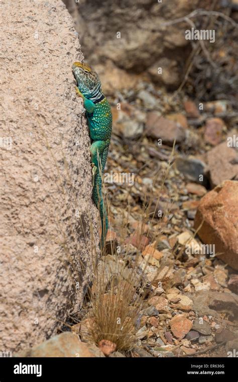 Common Collared Lizard Crotaphytus Collaris On Rock Arizona Usa