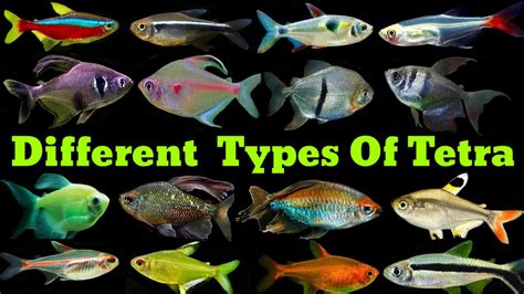 12 Different Types Of Tetra Fish