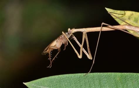 Stick Insect Walking Free Photo On Pixabay