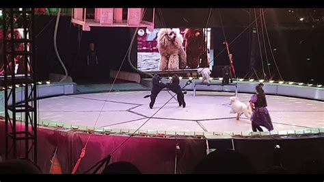 Circus Dogs Show Russian Circus In Qatar Youtube