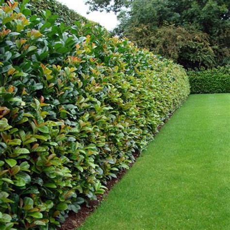 A Long Row Of Hedges In The Middle Of A Lawn
