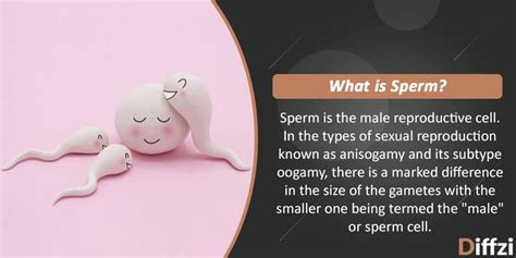 Sperm Vs Semen Diffzi