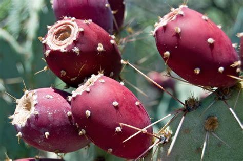 Pickled barrel cactus flower buds. 17 Tropical Fruits You Need to Try in Ecuador