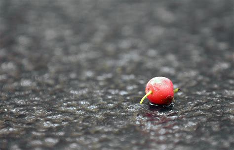 Cherry Rain Photograph By Quintin Gerber
