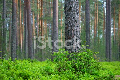Scots Pine Forest Stock Photo Royalty Free Freeimages