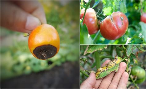 13 Common Tomato Problems And How To Fix Them