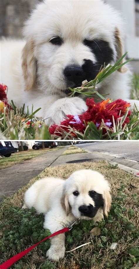 Our english cream golden retriever puppies are the center of our world and we breed and raise them as exceptional companions with goldwynns is a dedicated and professional family breeding the english cream golden retriever, located outside of henderson, kentucky in the united states. 210 Times Golden Retriever Puppies Were The Purest Thing ...