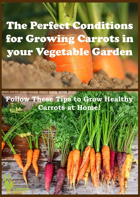 Tips For Growing The Biggest Carrots Growing Carrots Vegetables
