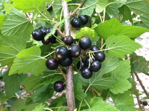 Black Currant Fruit Photos