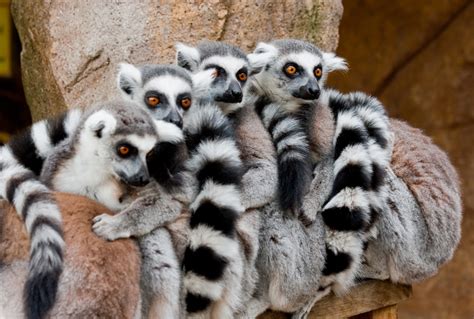 Fun Factual Weird And Breathtaking The Lemurs Of Madagascar