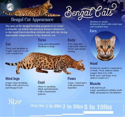 Bengal Cat Breed Characteristics Infographics By