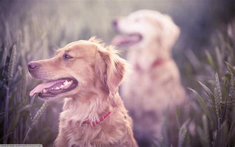 Golden Retrievers Dog Wallpapers Hd Desktop And Mobile