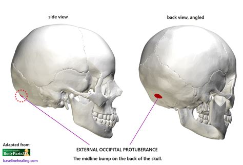Human Skull Back Bump