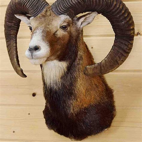 Mounted Mouflon Ram Sw4694 For Sale At Safariworks Taxidermy Sales