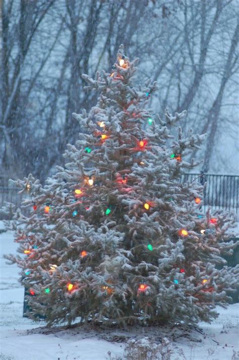 38 Outdoor Christmas Trees That Wow Digsdigs