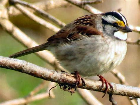Maybe you would like to learn more about one of these? Wisconsin Birds: Pictures And Bird Identification Tips