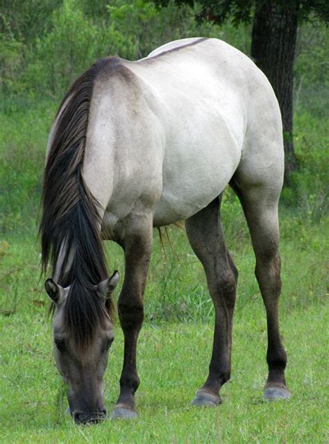 Grulla Is A Color Not A Breed Of Horse The Dorsal Stripe Head