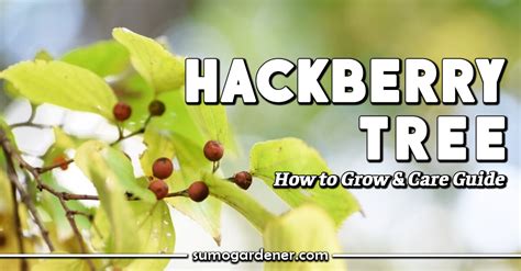 Hackberry Tree How To Grow And Care Guide Sumo Gardener