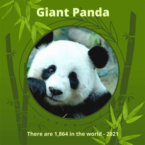 Giant Panda Edging Away From Extinction Due To Chinese Conservation