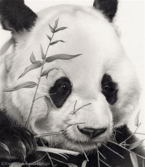 Panda Drawing Mounted Print Of Original Pencil Drawing Etsy