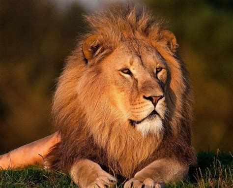 Images De Lions Animaux Les Plus Belles Photos Par Bonjour Nature Animaux Images De Lion