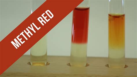 Methyl Red Test Youtube