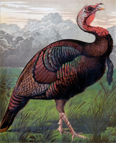 The Wild American Turkey Cock By Ludlow