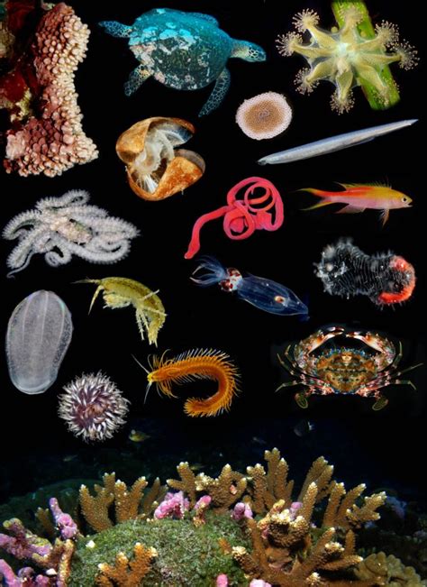 Scientists Stress Need For National Marine Biodiversity Observation