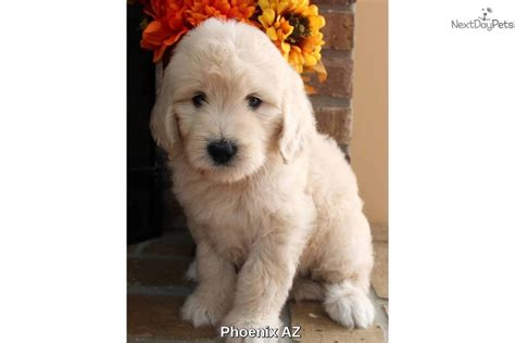 Find goldendoodle in canada | visit kijiji classifieds to buy, sell, or trade almost anything! Scooter: Goldendoodle puppy for sale near Phoenix, Arizona ...