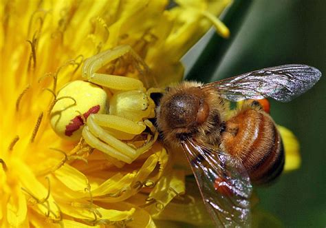 mite  bee  scutellum honey bee suite