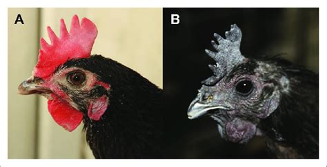 Comb Color Phenotype In Dongxiang Blue Shelled Chicken A Chicken