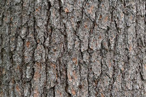 Pine Bark Textures Free Nature Stock