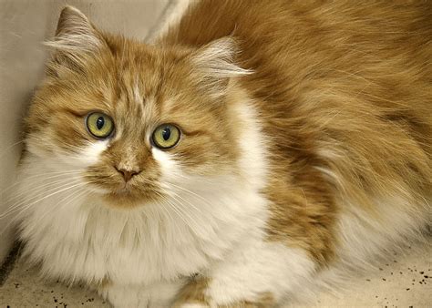 Persian cats are famous for their long and silky furry coat. What is the Best Food for Persian Cats Experts Prefer ...