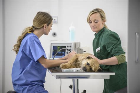 Veterinary Technicians Love What They Do