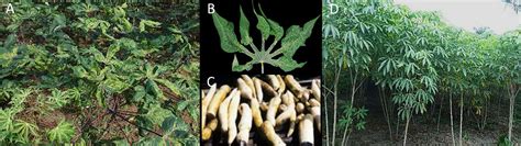 Frontiers Developing Broad Spectrum Resistance In Cassava Against