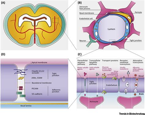 Stem Cell-Based Human Blood–Brain Barrier Models for Drug Discovery and