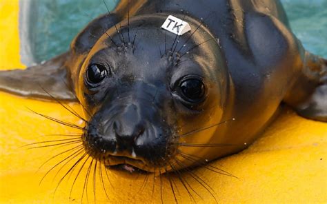 The Marine Mammal Center Rescues Treats And Releases Injured Animals