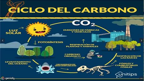 Ciclo BiogeoquÍmico Del Carbono Youtube