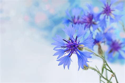 National Flower Of Germany Corn Flower As A National Symbol Plantisima